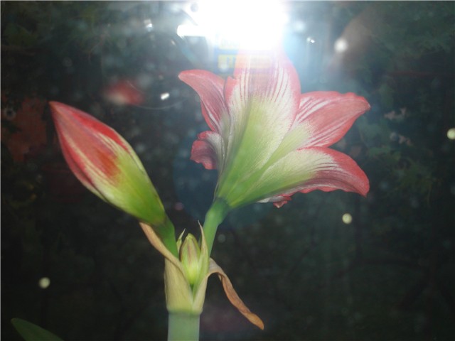 amarilis
